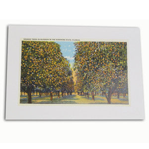 Greeting Cards - Blank - Orange Trees in Blossom in the Sunshine State, Florida